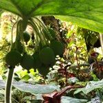 Podophyllum cv. 'Kaleidoscope' Habitatea