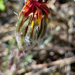 Werneria villosa Flower