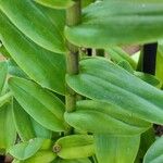 Epidendrum radicans Ліст