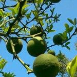 Citrus trifoliata Fruit