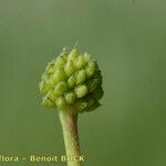 Ranunculus ophioglossifolius Mbuma