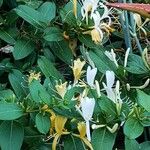 Lonicera japonicaКвітка