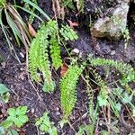 Asplenium viride पत्ता