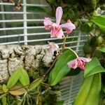 Bulbophyllum pecten-veneris Blodyn