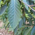 Fagus crenata Hoja
