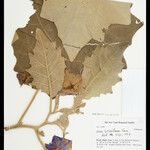 Solanum crinitum Blatt