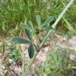 Trifolium ochroleucon Folla