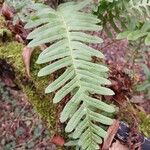 Polypodium vulgare Folha