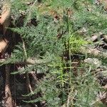 Asparagus setaceus Leaf