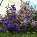 Campanula medium整株植物