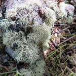 Tillandsia usneoides Alkat (teljes növény)