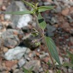 Trichostema simulatum Hábito