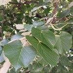 Tilia tomentosa Leaf