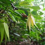 Anonidium floribundum Flor