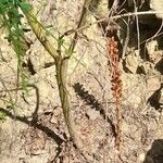 Orobanche rapum-genistae (Hábito)