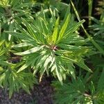 Artemisia lactiflora Blad