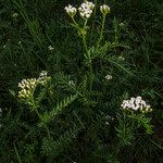 Achillea millefolium Λουλούδι
