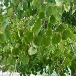 Cercidiphyllum japonicum Leaf