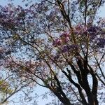 Jacaranda mimosifoliaÇiçek