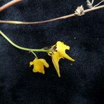 Corydalis calycina Hábito