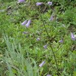 Campanula sibirica Habitus