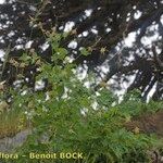 Thalictrum macrocarpum 形態