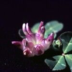 Trifolium fucatum Bloem