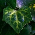 Senecio macroglossus Leaf