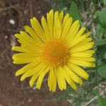 Doronicum columnae Цветок