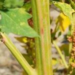 Chenopodium quinoa Bark