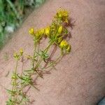 Hypericum empetrifolium Квітка