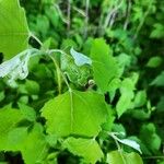 Populus grandidentata Hábitos