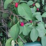 Cotoneaster multiflorus 果實