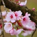 Prunus serrulata फूल