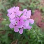 Hesperis matronalisFlor