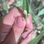Isocarpha oppositifolia 花
