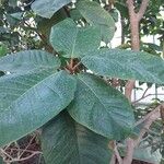 Ficus tequendamae Leaf