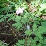 Geranium robertianumVirág