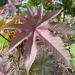 Ricinus communisFolha