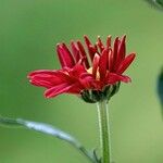 Tanacetum coccineum Ліст