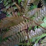 Dryopteris erythrosora 葉