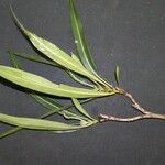 Psychotria ferdinandi-muelleri Hábito