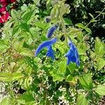 Salvia patens Кветка