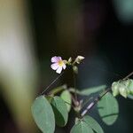 Oxalis barrelieri Máis