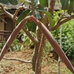 Adenium multiflorum Gyümölcs