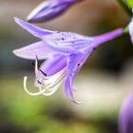 Hosta sieboldii Blomma