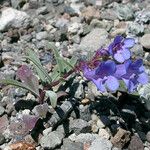 Penstemon speciosus Habitat