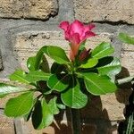 Adenium obesumFeuille