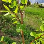 Reynoutria japonica Blatt