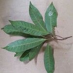 Pouteria jariensis Лист